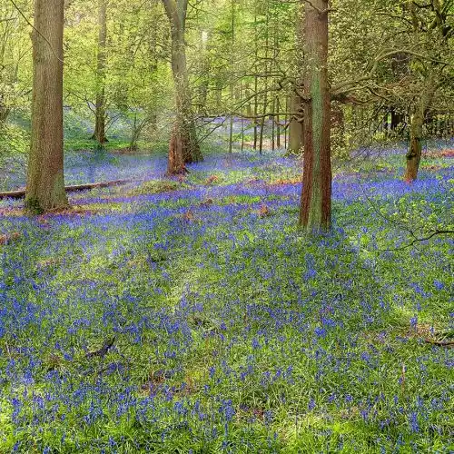 Hartshil Hayes Bluebells