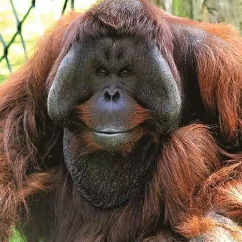Twycross Zoo Orangutang